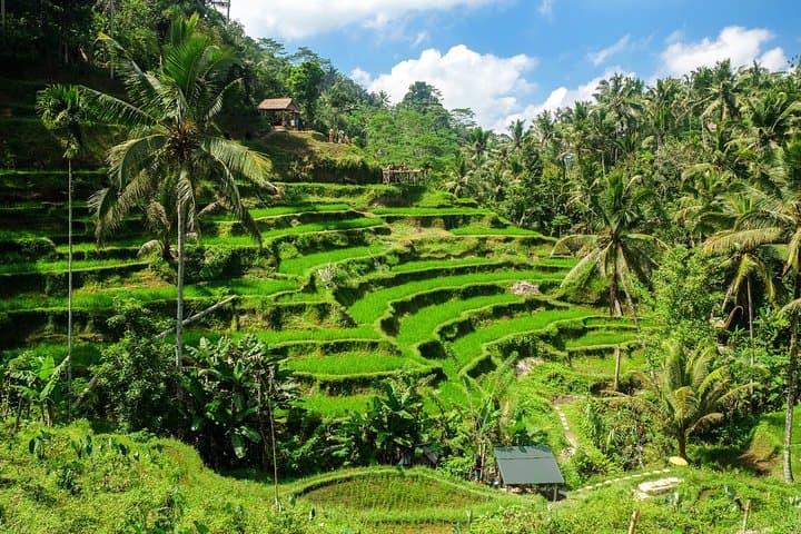 Private Ubud Walking Tour: Two-Hour Cultural Walk Through Temples and Art photo 2