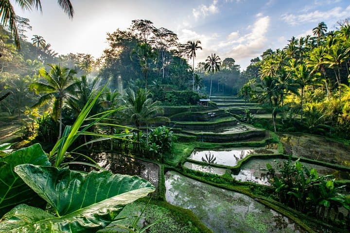 Private Ubud Walking Tour: Two-Hour Cultural Walk Through Temples and Art photo 3