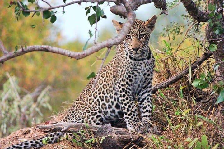3-Day Amboseli and Tsavo West Safari: Elephants, Kilimanjaro Views and Lava Fields photo 4