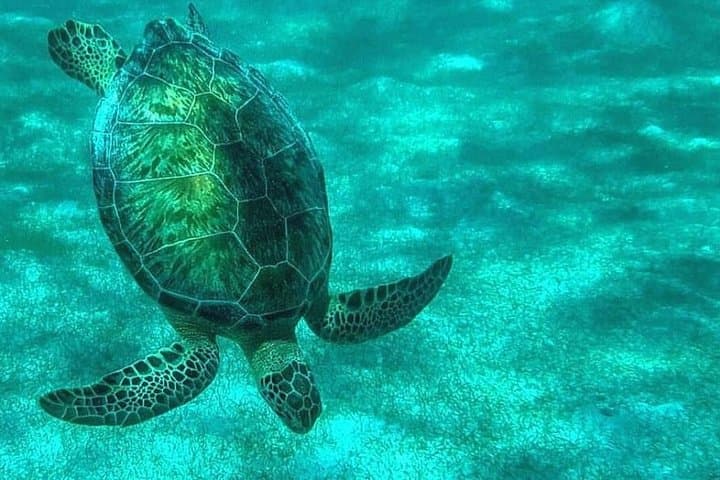 Private Romantic Tour in Akumal: Turtle Beaches, Yal-Ku Lagoon & Cenote Highlights photo 4