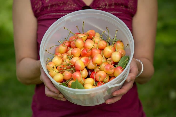 Okanagan 2-Day Wine, Cherry-Picking & KVR Bike Tour from Vancouver