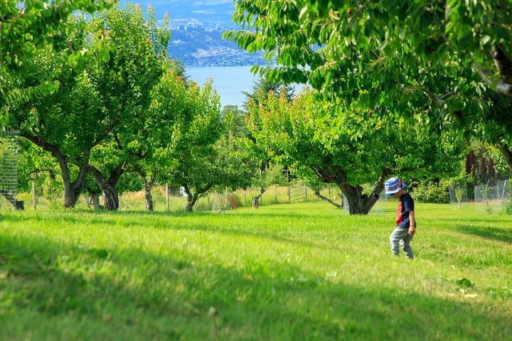 Okanagan 2-Day Wine, Cherry-Picking & KVR Bike Tour from Vancouver photo 3