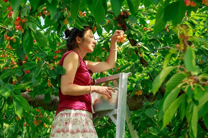 Okanagan 2-Day Wine, Cherry-Picking & KVR Bike Tour from Vancouver photo 5