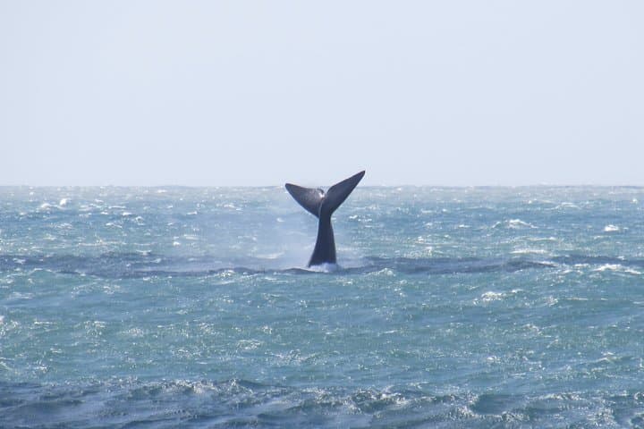 Shore-Based Whale Watching in Santa Catarina: Land Tours from Florianópolis photo 6