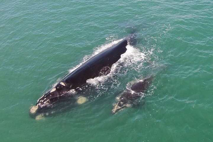 Shore-Based Whale Watching in Santa Catarina: Land Tours from Florianópolis