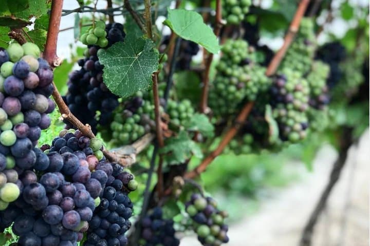 Customizable Private Wine & Charcuterie Tour in Niagara-on-the-Lake photo 2