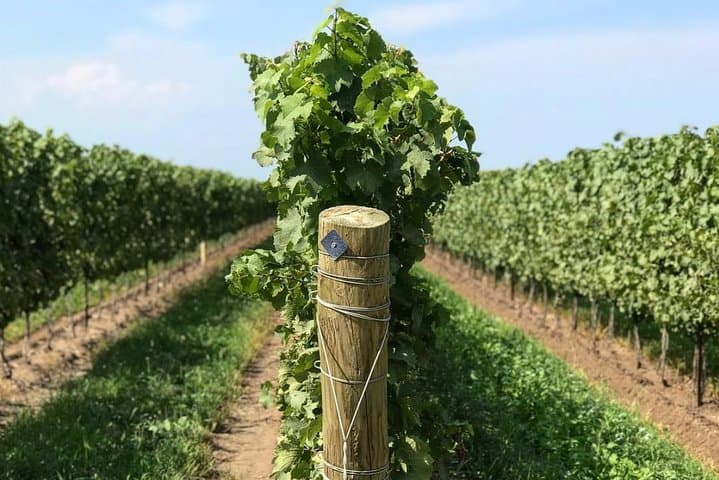 Customizable Private Wine & Charcuterie Tour in Niagara-on-the-Lake photo 4