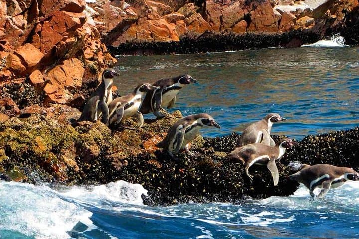 Private Ballestas Islands & Paracas Reserve Day Trip from Lima photo 4