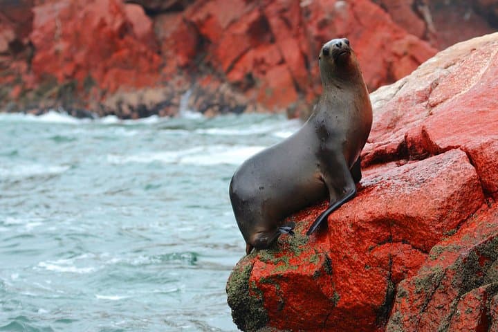 Private Ballestas Islands & Paracas Reserve Day Trip from Lima photo 3