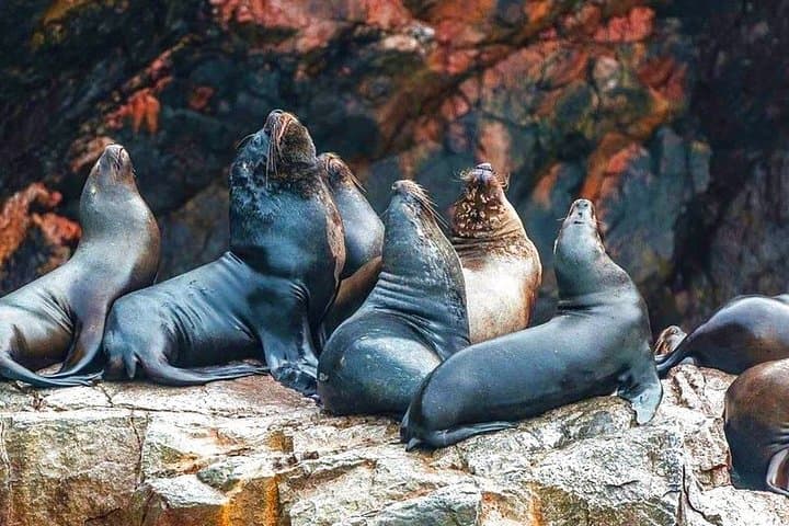 Private Ballestas Islands & Paracas Reserve Day Trip from Lima photo 5