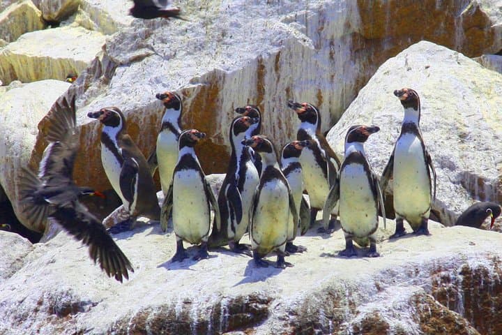 Private Ballestas Islands & Paracas Reserve Day Trip from Lima photo 6