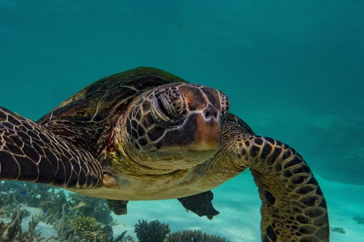 Ningaloo Turtle Snorkel: Half-Day Boat Tour from Exmouth