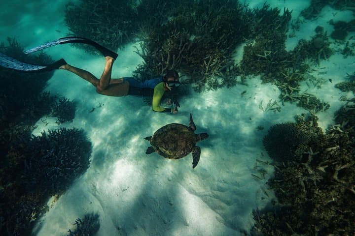 Ningaloo Turtle Snorkel: Half-Day Boat Tour from Exmouth photo 4