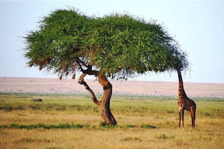 Day Safari to Tsavo East: Big Five Wildlife from Mombasa & Diani photo 3