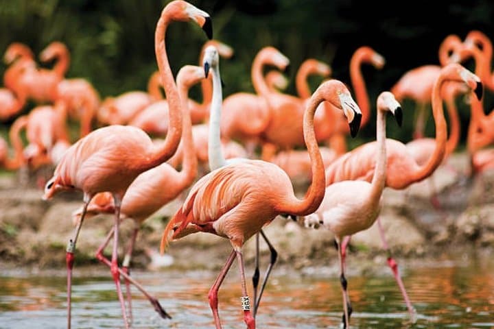 Bonaire Highlights Shore Excursion: Salt Flats, Flamingos & Coastal Views