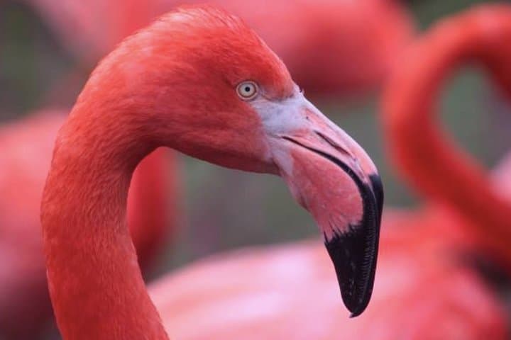 Bonaire Highlights Shore Excursion: Salt Flats, Flamingos & Coastal Views photo 2