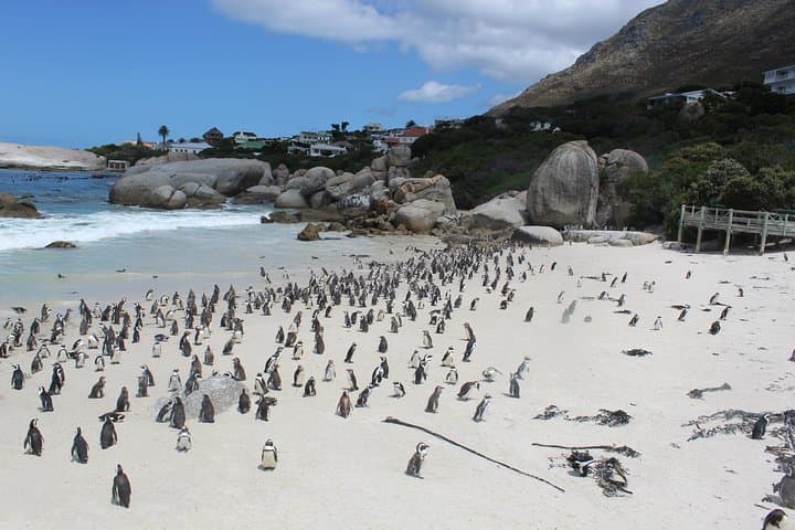 Cape Town to Hermanus Whale Watching Day Trip with Benguela Cove Winery photo 5