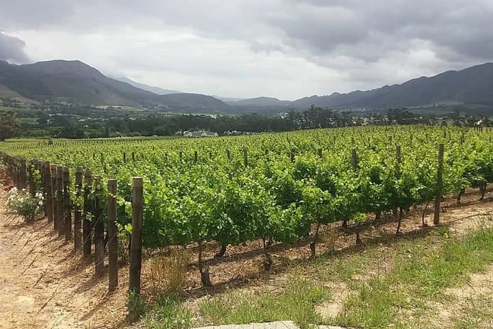 Gansbaai Shark Cage Diving and Benguela Cove Wine Tasting — Private Full-Day from Cape Town photo 4