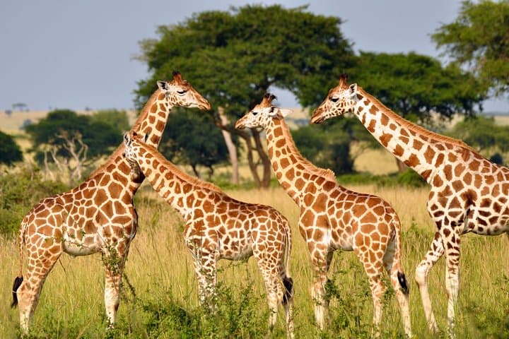 3-Day Drakensberg & Tala Game Reserve Safari from Durban: Giants, Game Drives & Mandela Site photo 4