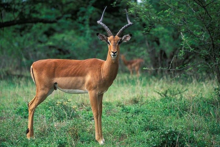 3-Day Drakensberg & Tala Game Reserve Safari from Durban: Giants, Game Drives & Mandela Site photo 5