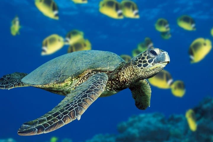 Sharm El Sheikh 8-Day Red Sea Relaxation, Snorkeling & Diving Escape photo 5