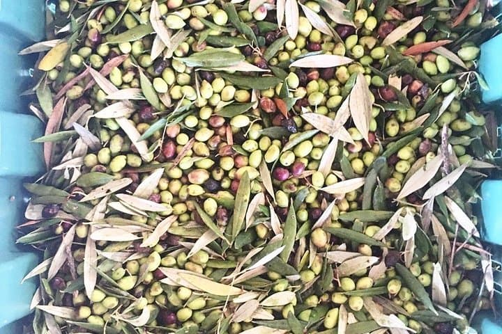 Cretan Wine & Olive Oil Tasting Tour with Lunch in Archanes photo 4