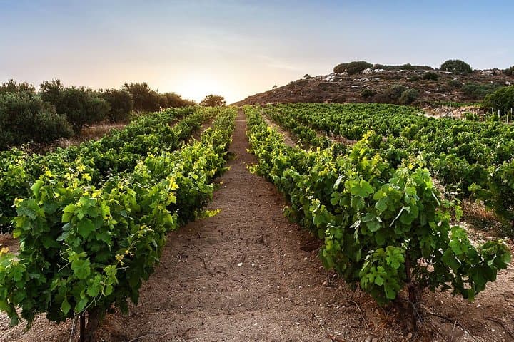 Semi-Private Crete Wine Tour: Two Wineries, Lunch & Hotel Transfer (Heraklion)