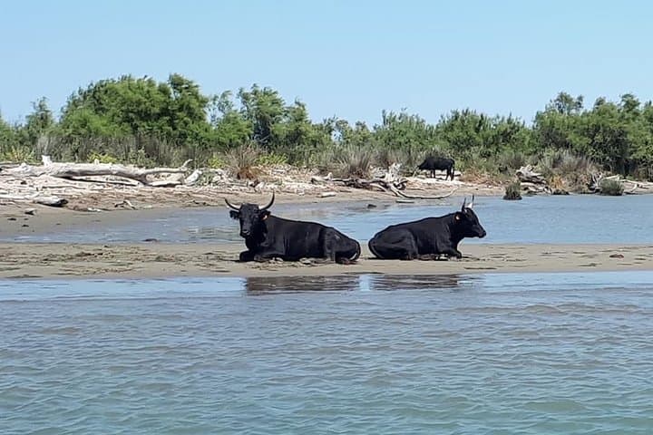Camargue 4x4 Safari with Picnic and Petit Rhône Kayak Descent photo 2