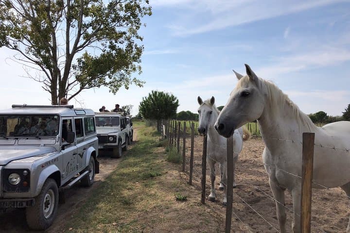 Camargue 4x4 Safari with Picnic and Petit Rhône Kayak Descent photo 3