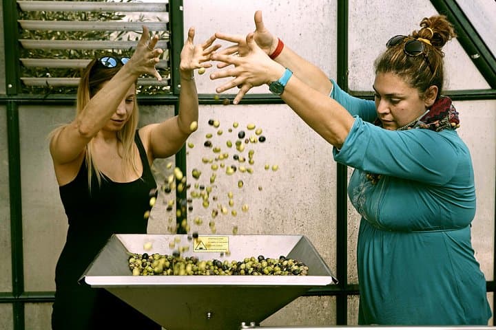 Athens Olive Estate: Olive Oil Workshop & Farm-to-Fork Seaside Lunch photo 5
