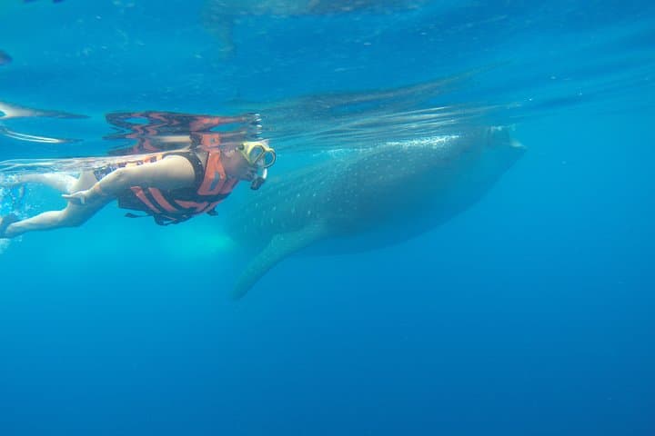 Private Whale Shark Tour from Cancun — Swim with Whale Sharks Off Isla Mujeres photo 3