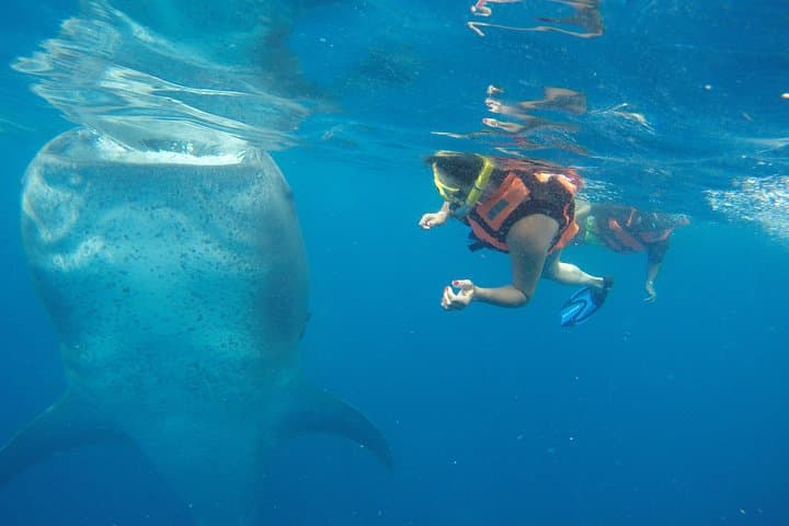How to Swim with Whale Sharks from Tulum: Half-Day Guide photo 2