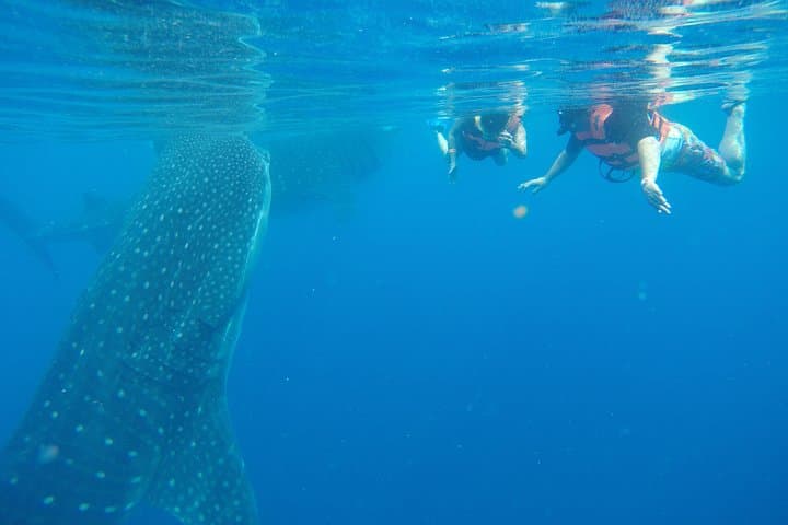 How to Swim with Whale Sharks from Tulum: Half-Day Guide photo 3