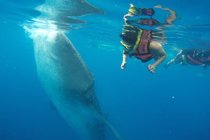 How to Swim with Whale Sharks from Tulum: Half-Day Guide photo 5