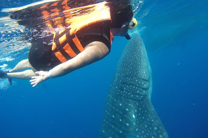 Private Whale Shark Tour from Playa del Carmen — Swim with Whale Sharks near Isla Contoy photo 6