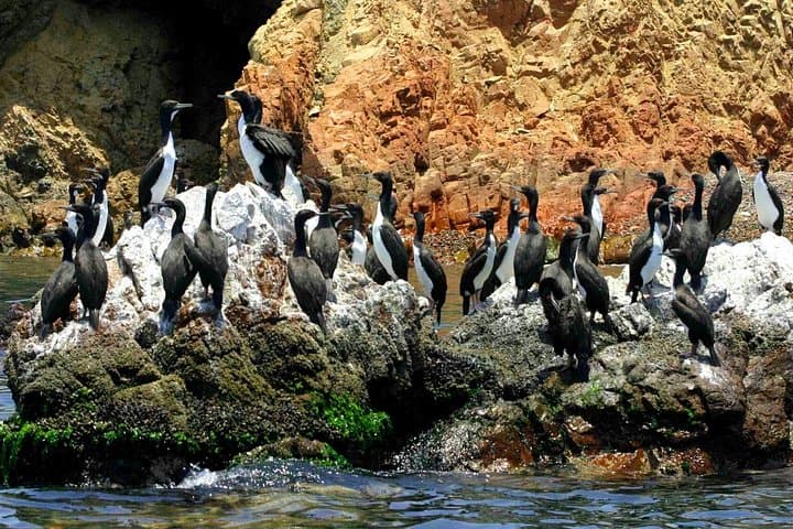 Ballestas Islands & Paracas Reserve Day Trip from Lima — Coastal Wildlife and Desert Cliffs photo 4