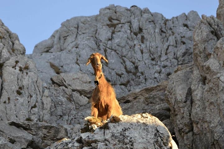 Montalbo Sunset Hike and Slow Food & Wine Tasting at Punta Cupeti photo 3