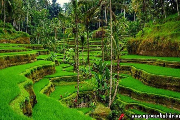 Ubud One-Day Tour: Monkey Forest, Tegalalang Rice Terraces & Tegenungan Waterfall photo 3