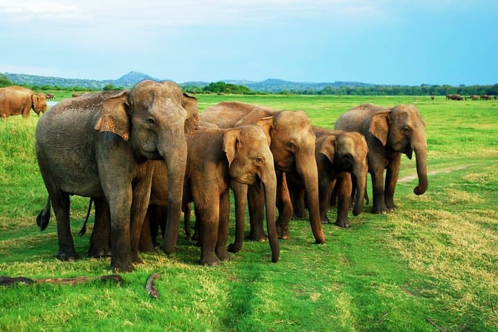 Udawalawe Safari from Ella — Jeep Safari to See Wild Elephants photo 3
