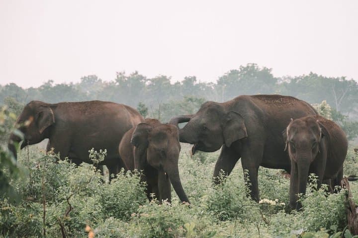 Udawalawe Safari and Galle Fort: 2-Day Private Tour from Colombo photo 4