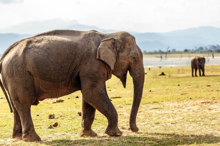 Udawalawe Safari and Galle Fort: 2-Day Private Tour from Colombo photo 5