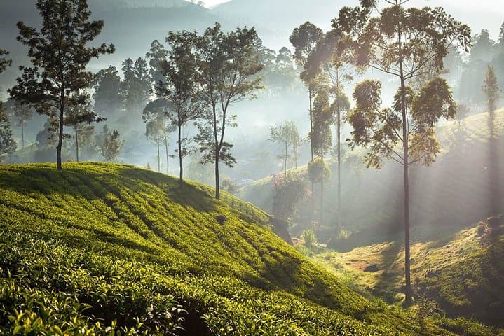 Two-Day Nuwara Eliya & Horton Plains Tour from Colombo photo 2