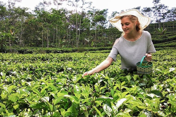 Two-Day Nuwara Eliya & Horton Plains Tour from Colombo photo 5