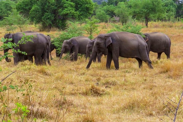 Wasgamuwa Safari: Wild Elephants, Birding & Ancient Ruins in Sri Lanka photo 2