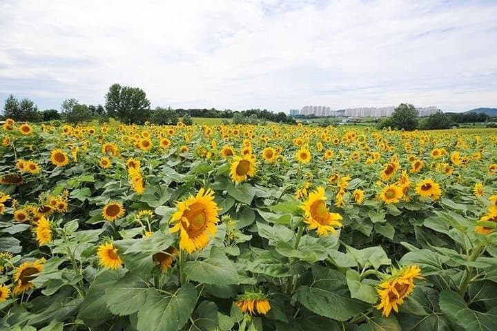 Anseong Farmland & Gwangmyeong Cave: Full-Day Private Tour from Seoul photo 2