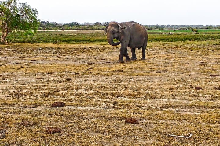 Lahugala Kitulana Safari: Elephant Herds, Waterbirds & Leopard Tracks with a Naturalist photo 3