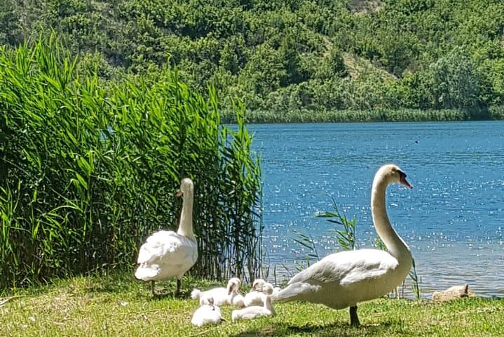 Krka Waterfalls Tour: Skradinski Buk, Roški & Manojlovac in One Day photo 5