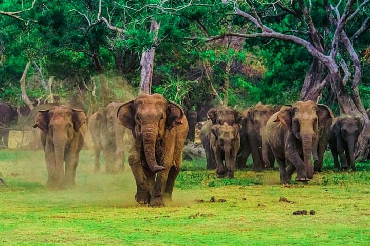 Udawalawe Safari from Ella — Jeep Safari to See Wild Elephants photo 5