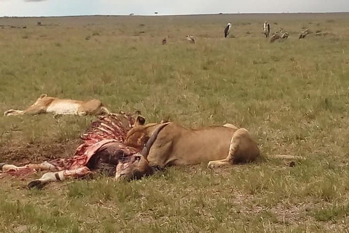 2-Day Maasai Mara Safari: Big Five Game Drives from Nairobi