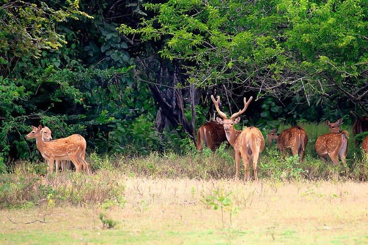 Kumana National Park Safari: Sri Lanka's Coastal Birdwatching Expedition